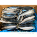 High Quality Pacific Mackerel 6-8Pcs/Kg For Canning